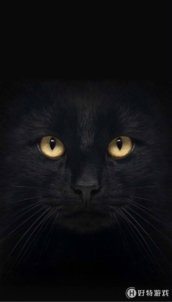 抖音黑猫睁眼无水印壁纸大全67