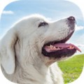 ȮģV1.0.7 ׿