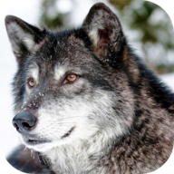 ҰģM2022TheWildWolfSimulator V1.06 ׿