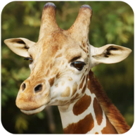 ¹ģThe Giraffe V1.0.9 ׿