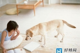 狗狗能嗅出癌症是真的吗？