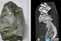 日本小学生发现1.2亿年前古代动物化石