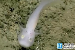 世界最深海沟发现神秘“鬼鱼”：似外星生物