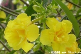 黄色夹竹桃花语是什么？