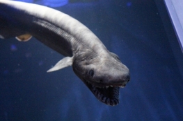 太可怕！科学家意外捕获8000万年深海物种