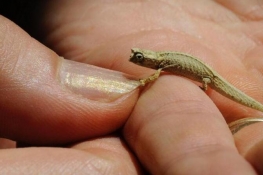 长见识了！7个怀疑人生的全球最“渺小”动物