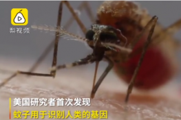 蚊子叮人竟然是基因所致 这是真的吗？