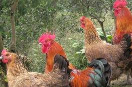 ʲô