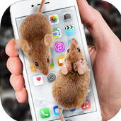 mouse on scary jokeV1.0 ƻ