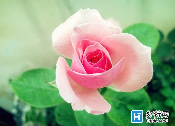 粉玫瑰花语_粉色玫瑰代表什么_好特教程