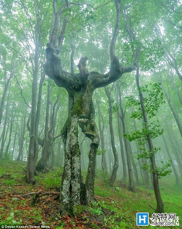 保加利亚一棵大树形状奇特 酷似巨人
