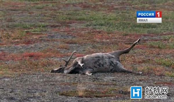 全球变暖让炭疽肆虐北极：数千驯鹿毙命