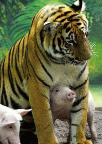 巨林猪和东北虎图片