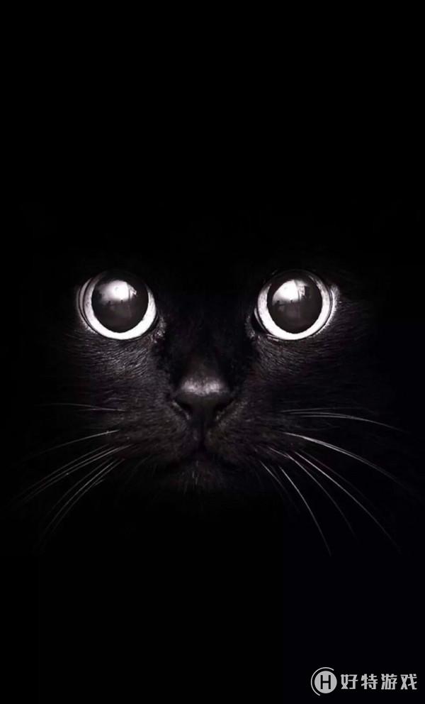 抖音黑猫睁眼无水印壁纸大全67