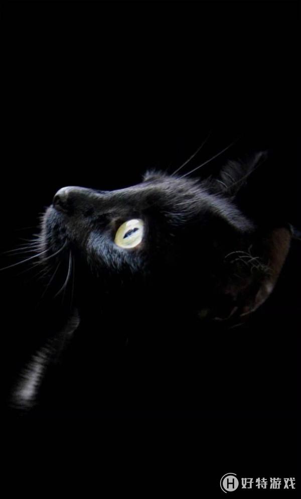 抖音手机壁纸黑猫图片