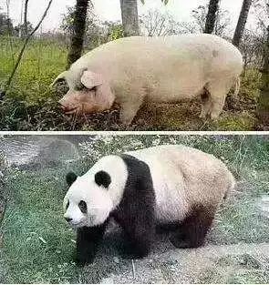 è