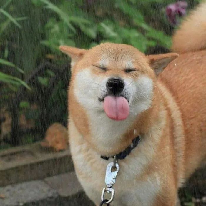 ɰͷ